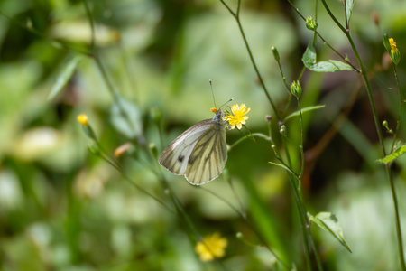 A white butterfly rests gently on a yellow wildflower in the sunlight. Its wings display delicate patterns in gray and brown.の写真素材