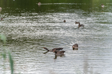 Group of Geese on Water. A group of geese swim together on the water. Their movements create gentle ripples on the surface.の写真素材