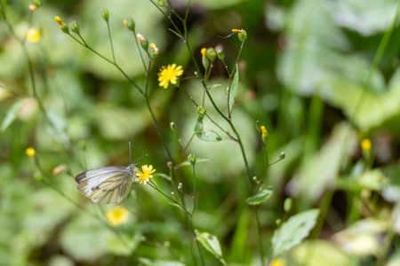 A delicate butterfly lands on a blooming yellow flower. The soft background emphasizes the delicate textures of its wings.の写真素材