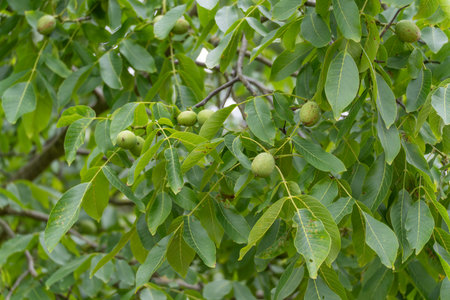 Walnut Tree. A walnut tree full of green leaves and unripe nuts. Healthy nature is reflected in lush green.の写真素材