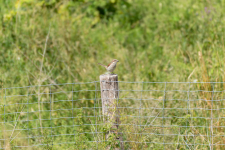 Whinchat on Post. A whinchat sits on an old wooden post in front of a wire fence. The open landscape provides a tranquil, natural backdrop.の写真素材