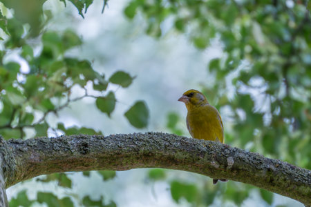Greenfinch on a branch in the forest. A bright yellow greenfinch sits on a mossy branch. In the background, green leaves blur in the light.の写真素材