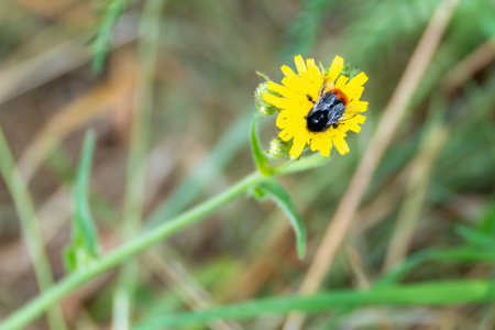 Bee on Yellow Flower. A black and orange bee sits on a bright yellow flower in a meadow. Its glossy wings and strong contrast stand out.の写真素材