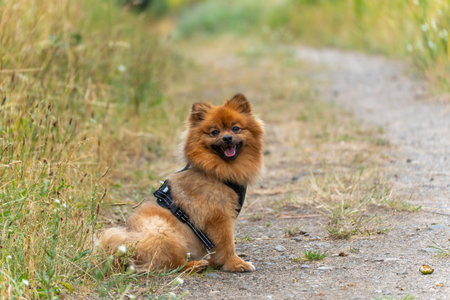 The small dog looks directly into the camera and appears to be smiling. His fluffy fur and the lush green create a strong contrast.の写真素材