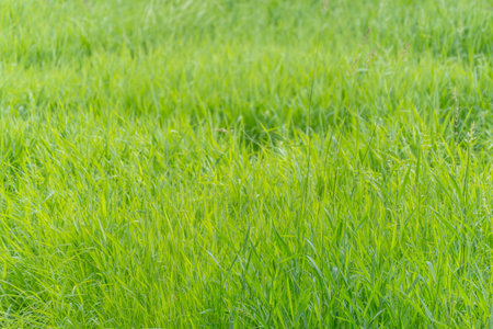 Fresh green grass. Lush green grass covers the area densely and evenly. The image exudes calm, freshness, and vitality.の写真素材