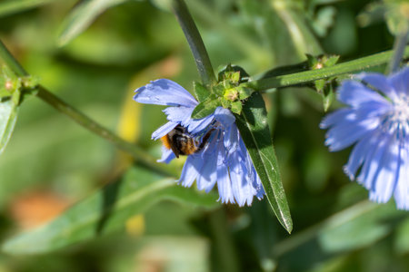 A bee dives into a delicate blue flower to collect nectar. Its furry body and wings glisten in the sunlight.の写真素材