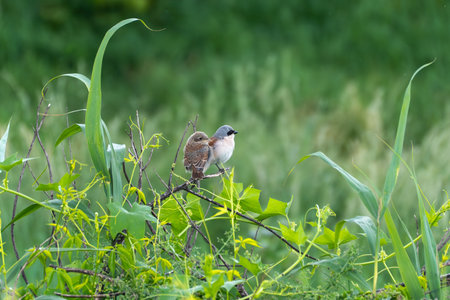 Two Birds Red-backed Shrikes on a Branch. Two small birds sit close together on a branch amidst dense vegetation. A touching moment from the world of birds.の写真素材