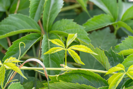 Young leaf in focus. A young, light green leaf stands out in contrast against the darker background. The photo shows fresh growth and rich detail.の写真素材