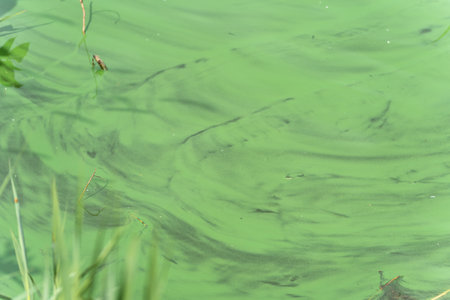Algae on Water Surface. Greenish streaks run through stagnant water, presumably algae or cyanobacteria. The structure creates an abstract natural pattern.の写真素材