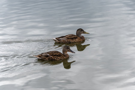 Pair of Ducks on Water. Two ducks swim side by side in calm water. Their reflections are clearly visible in the water.の写真素材