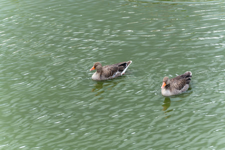 Two greylag geese swim next to each other. The geese move synchronously through the water. Their orange beaks contrast sharply.の写真素材