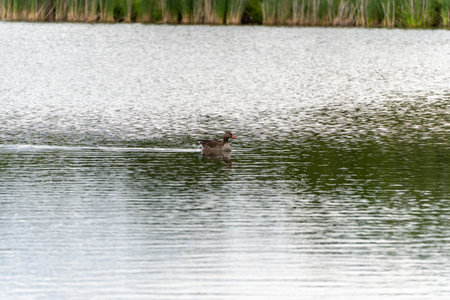 Goose swimming in profile. The goose glides calmly across the water, leaving behind small ripples. Its profile is clear and well lit.の写真素材