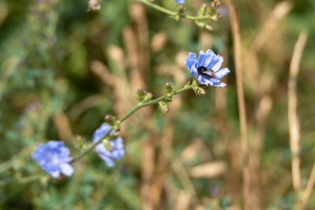 Insect on a blue flower. A black insect sits on a blue flower. Nature reveals itself in its richness of detail.の写真素材