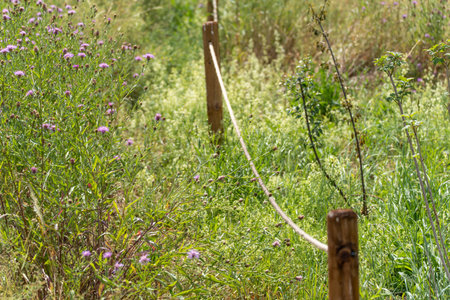Rope fence through green meadow. A rope fence runs through a blooming summer meadow. Purple wild plants bloom on the left.の写真素材