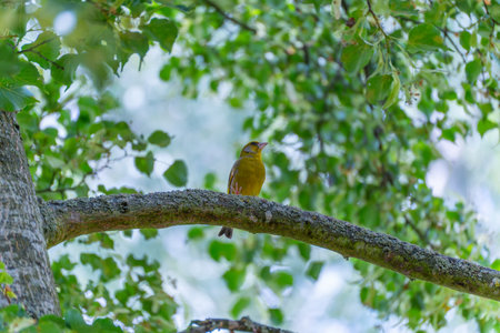 Greenfinch on a branch with bright bokeh. A greenfinch sits on a branch and looks attentively to the side. The play of light in the background creates a soft bokeh.の写真素材