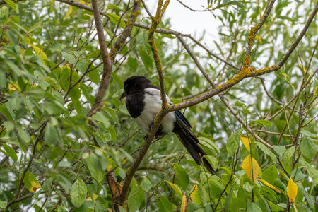 Magpie in the branches among green leaves. A magpie with glossy plumage sits in dense branches. The green surroundings provide it with perfect camouflage.の写真素材