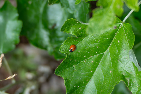 A bright red ladybug with black spots sits on a vibrant green leaf. The contrast between the insect and the background makes it stand out.の写真素材