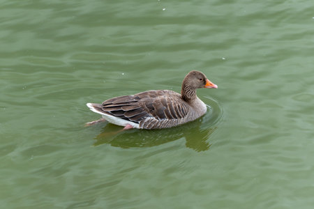 Greylag goose swims on green water. A greylag goose glides calmly across the water's surface. The waves are gently reflected in its feathers.の写真素材