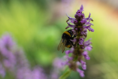 Extreme Close-Up of Bumblebee on Blossom. A bumblebee in extreme close-up collecting nectar from the...