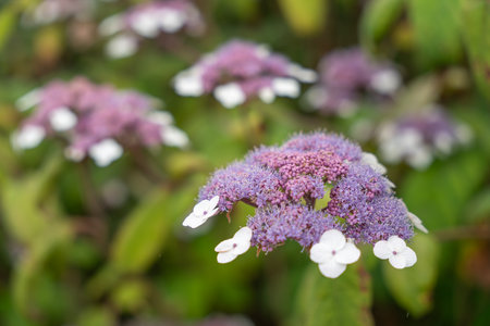 Lacecap hydrangea flowers in soft lavender tones bloom against green foliage. The photo captures...