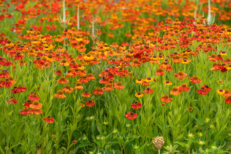A vibrant field of sneezeweed Helenium with red and orange petals shines in soft light. The flowers...