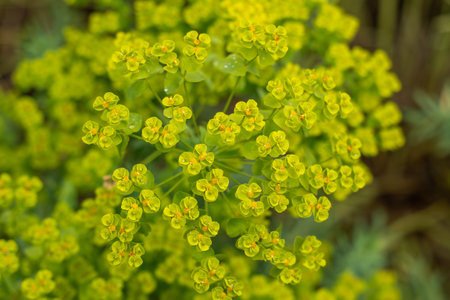 Bright yellow-green euphorbia blossoms form dense rounded clusters. Their small bracts and central...