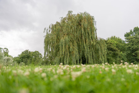 Willow tree with clover-covered foreground. Seen from a low angle, a towering willow rises behind a...