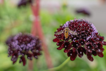 Hoverfly on deep red flower. A hoverfly rests on a richly colored burgundy flower, its wings...