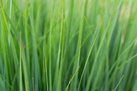 Tall green blades of grass stand closely together in a lush, healthy bunch. The soft light enhances...