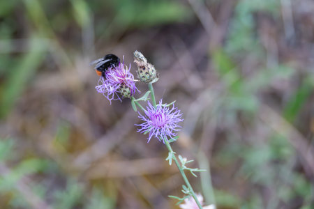 Bumblebee on a purple flower. A bumblebee sucks nectar from a delicate purple flower. The scene...