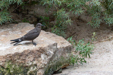 Swallow Gull Creagrus furcatus on a rock. A Swallow Gull stands on a light-colored rock, looking to the side. In the background, leaves obscure the sandy ground.の写真素材