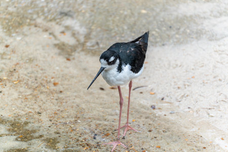 Black-winged Stilt Side View. The Black-winged Stilt stands upright in the sand, showing a slight side view. Its striking black and white plumage contrasts with the light background.の写真素材
