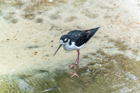 Black-winged Stilt Bending Over Feather. The Black-winged Stilt is looking at a feather lying on the ground. Its long form and attentive gaze are striking.の写真素材