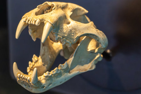 A large predator skeleton, presumably a big cat skull, is on display. The impressive fangs are the focus.の写真素材