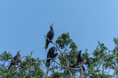 Cormorants in a Tree. A group of cormorants perch high on tree branches, their dark feathers contrasting with the clear blue sky. One bird looks upward, striking a dramatic pose.の写真素材