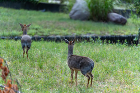 Two Kirk s Dik-diks from Behind. Two Kirk s dik-diks are seen from behind in a grassy clearing, alert to their surroundings. Their compact size and large eyes hint at their agility and caution.の写真素材