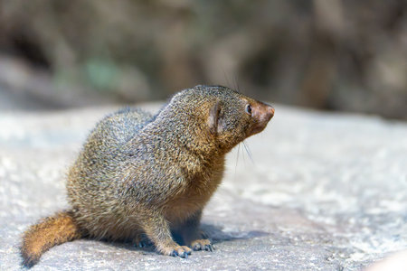 A dwarf mongoose sits attentively on a rock, looking to the side. Its brown fur glistens in the light.の写真素材