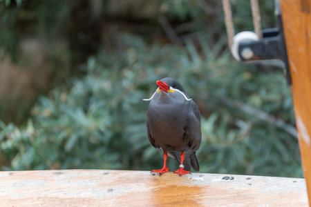 Inca Tern on Boat with Calm Gaze. The Inca Tern stands calmly on a wooden boat, gazing serenely to...