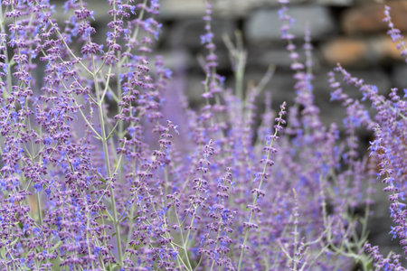 Russian sage Perovskia atriplicifolia with delicate purple flowers in front of a blurred stone wall....