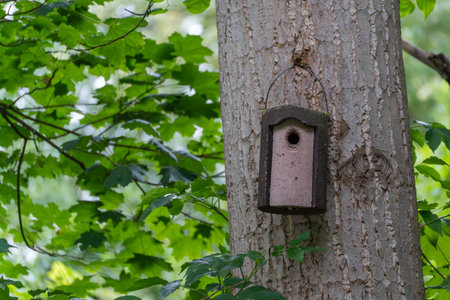 A nesting box hangs from a tree trunk in a green deciduous forest. It provides a protected nesting...