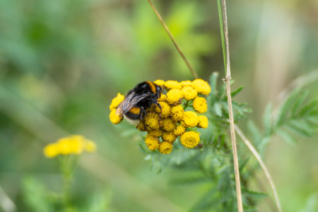 Bumblebee on Flower. A bumblebee clings to the bright yellow inflorescence of the tansy Tanacetum...