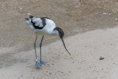 A Pied Avocet stands still on sandy ground, intently watching something below. The long upturned...