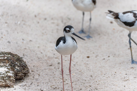 The Black-winged Stilt is facing the camera, its beak slightly open. Other shorebirds are visible in the background.の写真素材