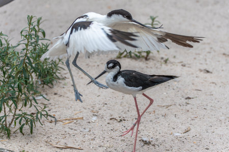 An avocet with outstretched wings leaps next to a black-winged stilt. Both birds are moving through sandy terrain.の写真素材