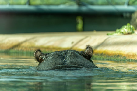 Pygmy hippo swims ears visible. Only the tips of the ears and the top of the head of a pygmy hippo protrude from the water. The rest of the body is submerged.の写真素材