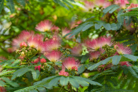 Albizia julibrissin Silk Tree in bloom. The pink, fluffy flowers of the Silk Tree Albizia...