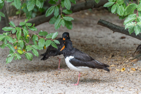 Two Eurasian Oystercatchers (Haematopus ostralegus) stand under leafy branches. Their bright orange beaks and pink legs stand out against black and white plumage.の写真素材