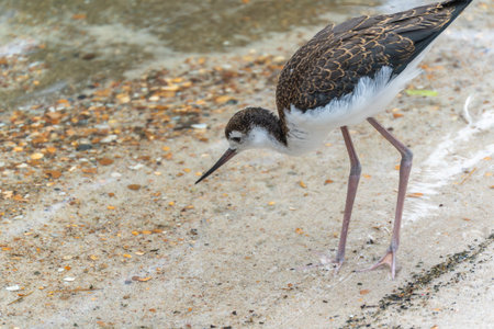 A young Black-winged Stilt with brownish plumage stands on a sandy shore covered in shells. It attentively observes the ground.の写真素材