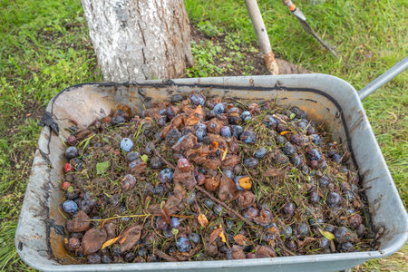 Close-up of rotten fruit in a wheelbarrow. Rotten damsons, leaves, and green waste lie in an old...
