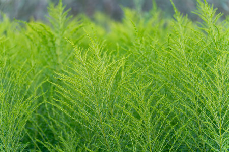 Close-up of Canadian fleabane with delicate buds. The light emphasizes the delicate structure of the...